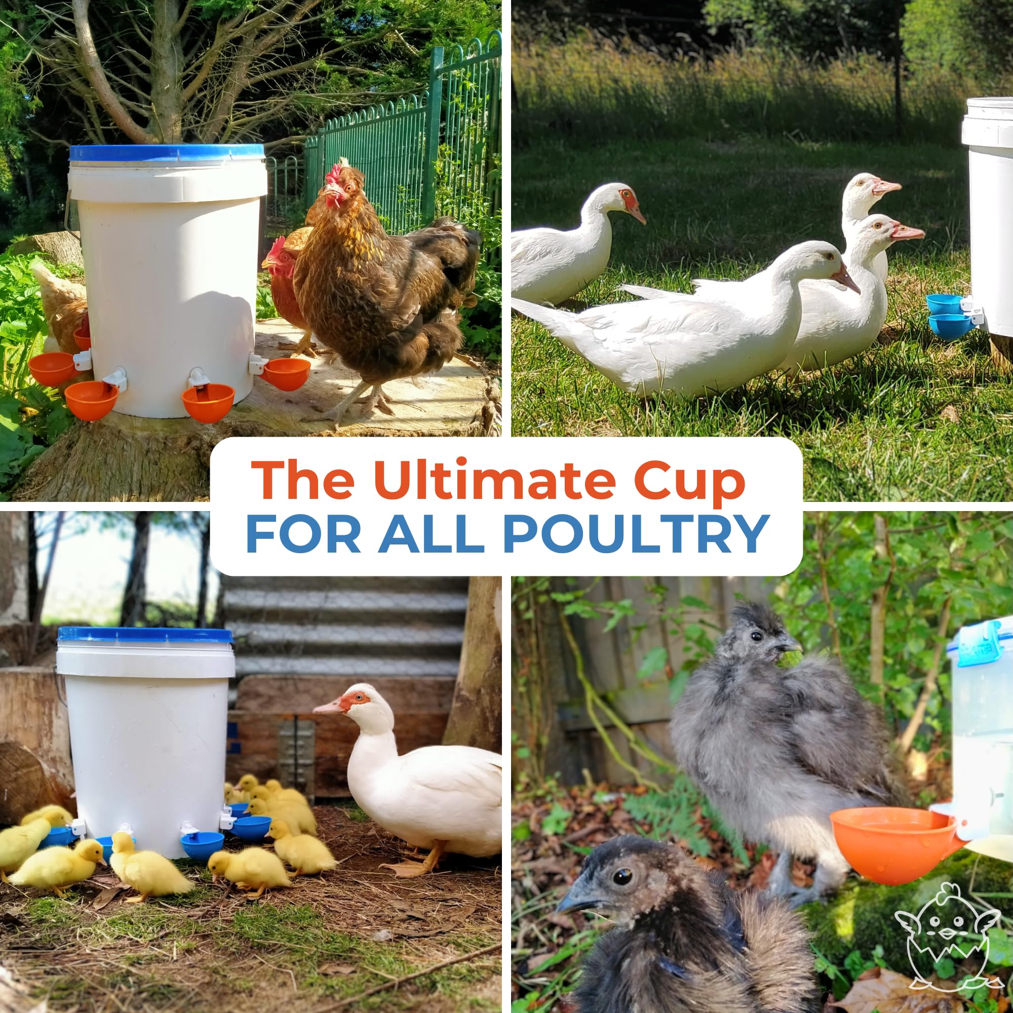 Lil'Clucker kit installed in a coop creating cleaner water for flock
