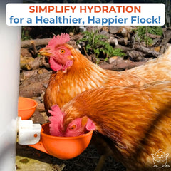 Lil'Clucker cup mounted on a 5-gallon bucket offering steady water supply
