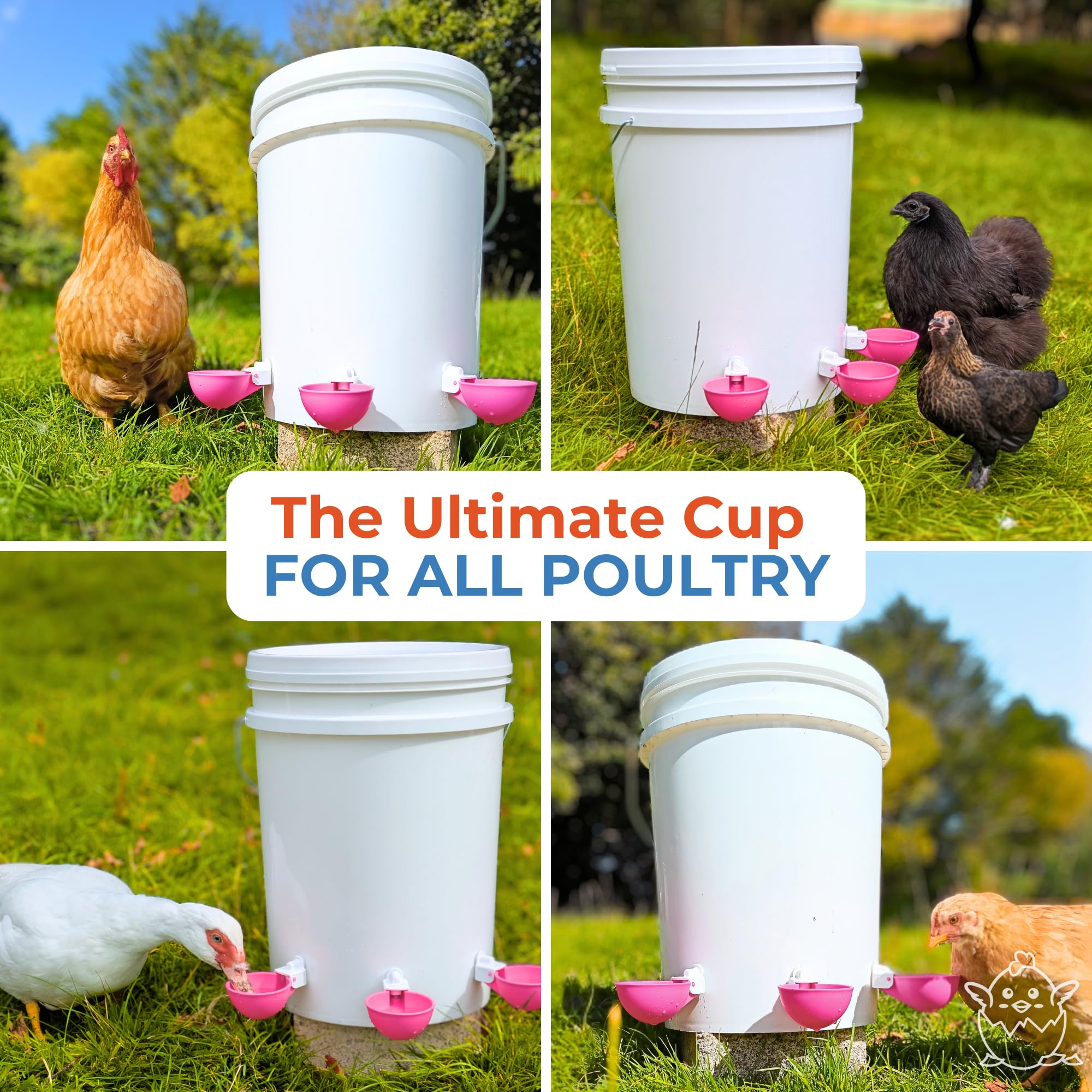 Lil'Clucker multiple cups in row inside coop proving scalable hydration solution