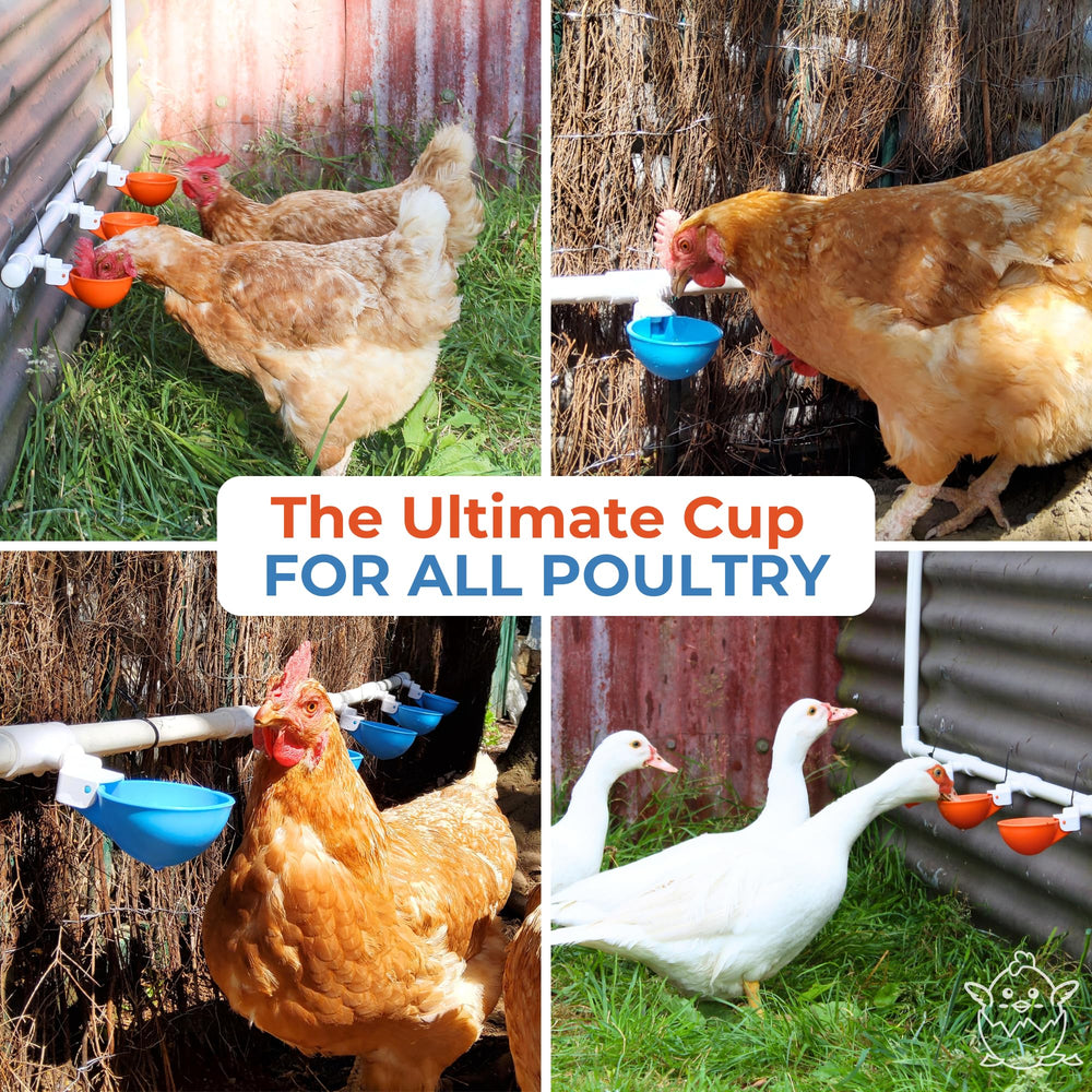 Lil'Clucker kit contents laid out showing everything you get and quick-start convenience