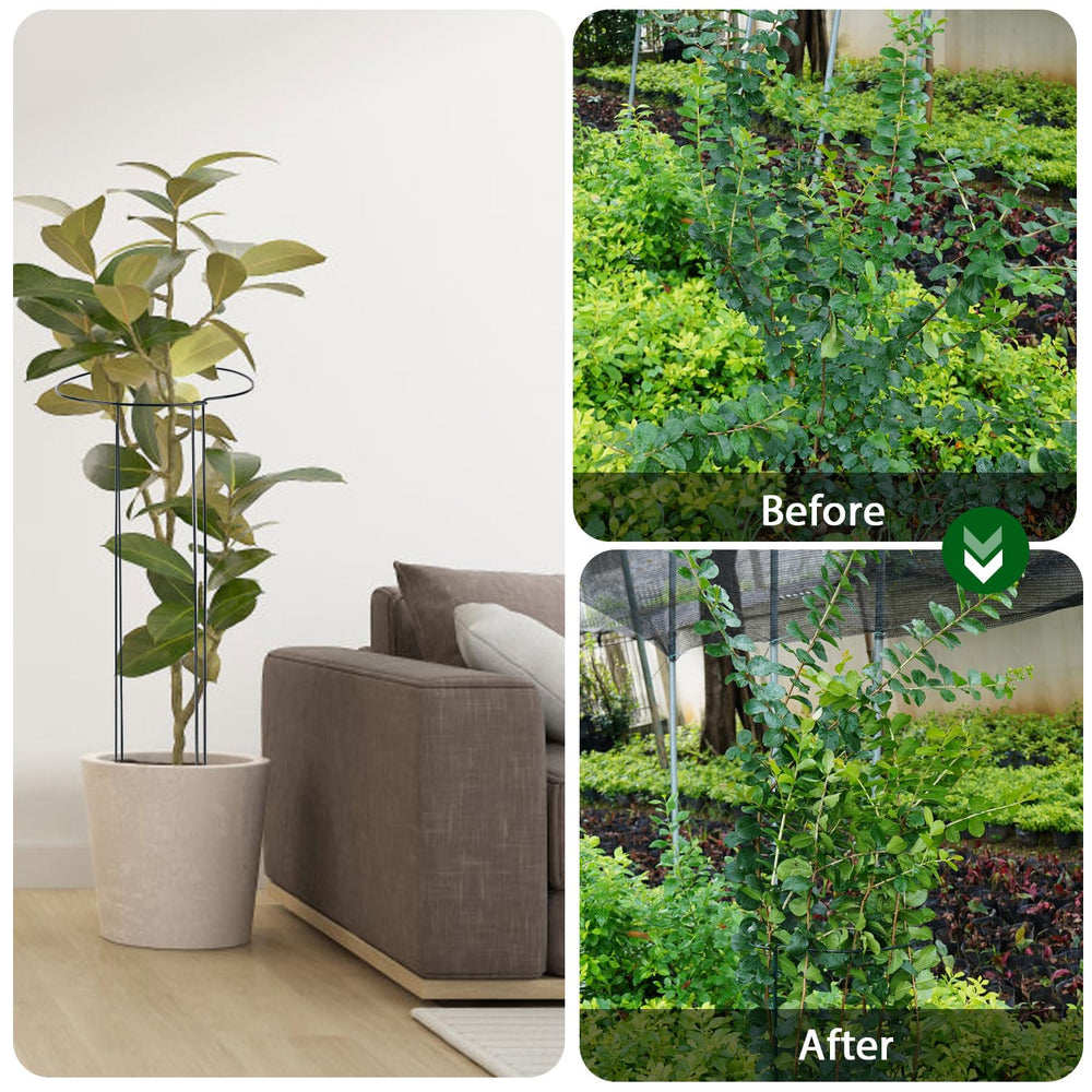 Linyona stakes supporting tomato plants to prevent bending and breakage
