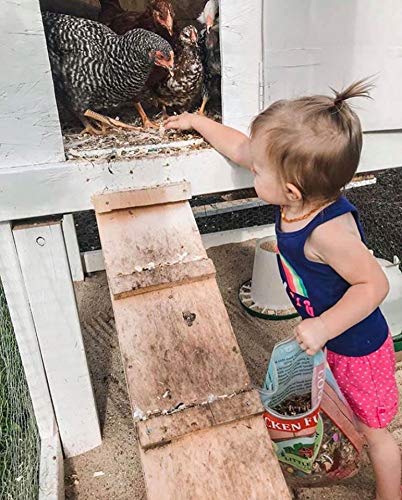 LITTLE FARMER PRODUCTS backyard scene with hens foraging for treat and engagement