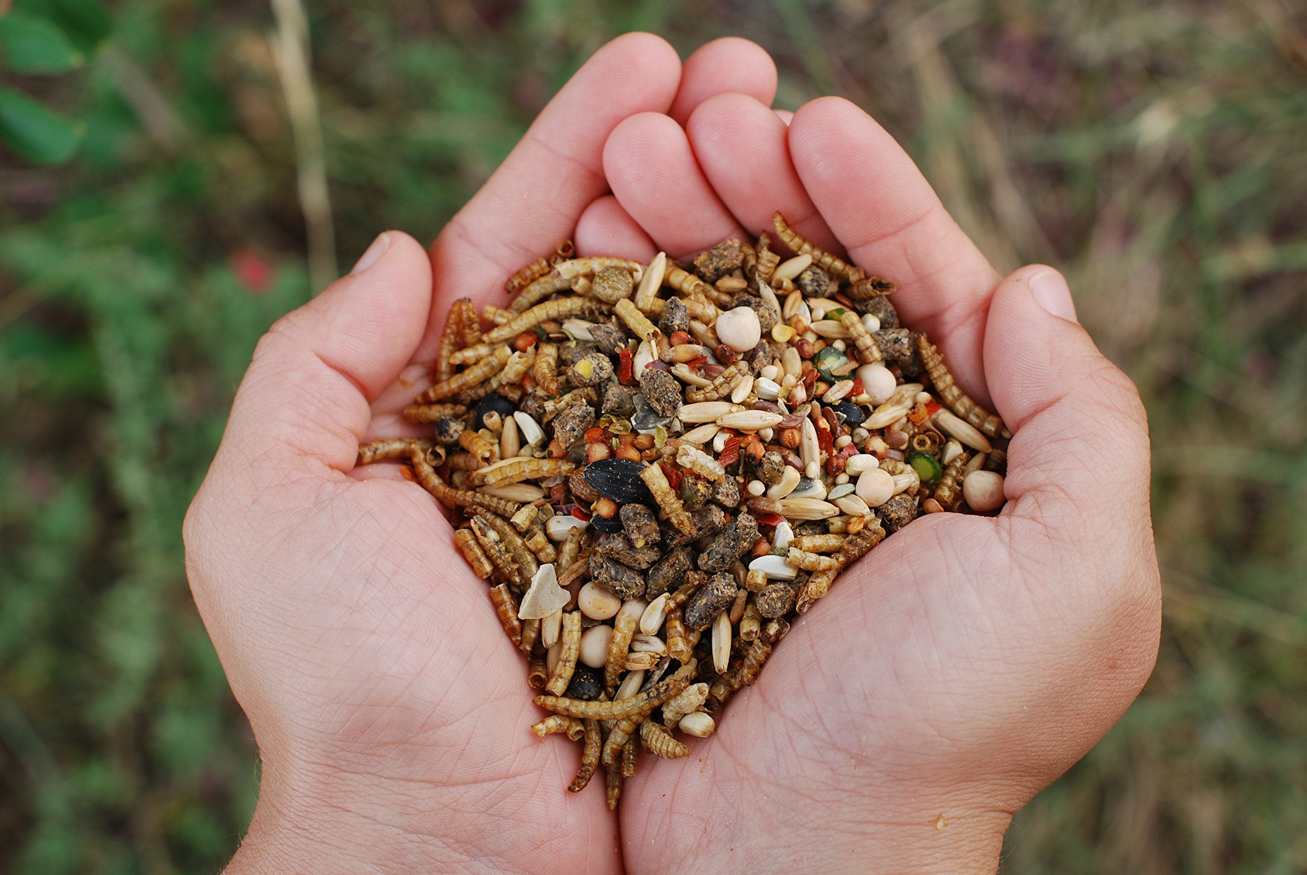 LITTLE FARMER PRODUCTS close-up dried mealworms highlighting high protein boost