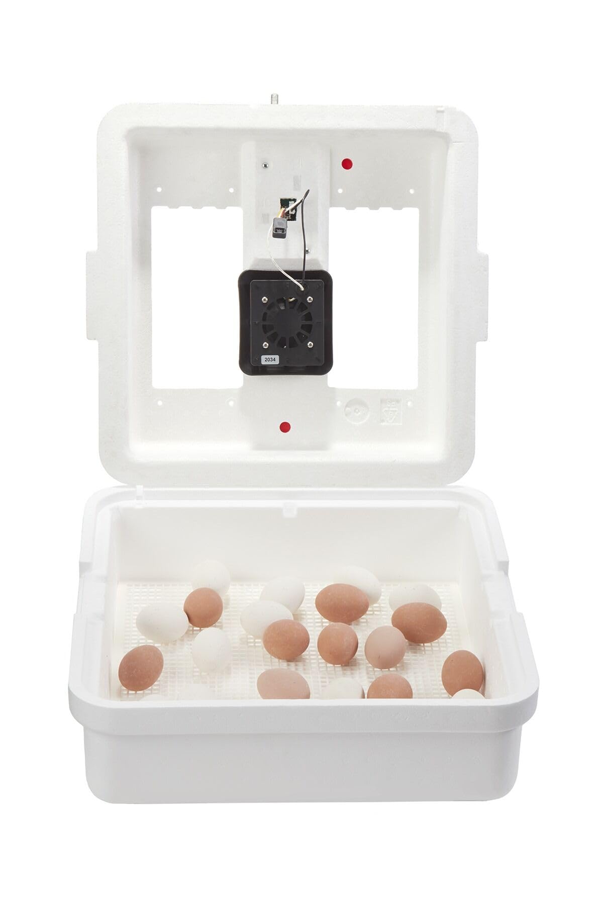 Little Giant incubator in classroom setting for educational hatching projects