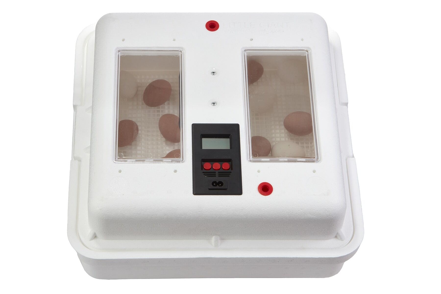 Little Giant egg tray filled to show 41-egg capacity and organization