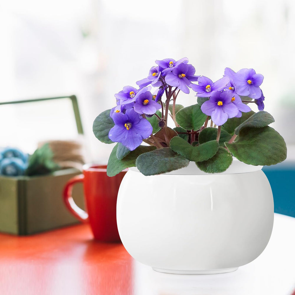 LITUDISO lifestyle kitchen display demonstrating stylish decor and low-maintenance plant care