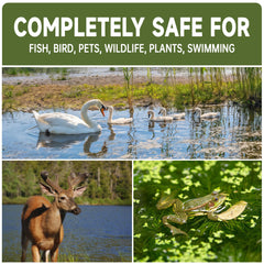 LMJP treated pond before and after view showing clearer water and reduced muck
