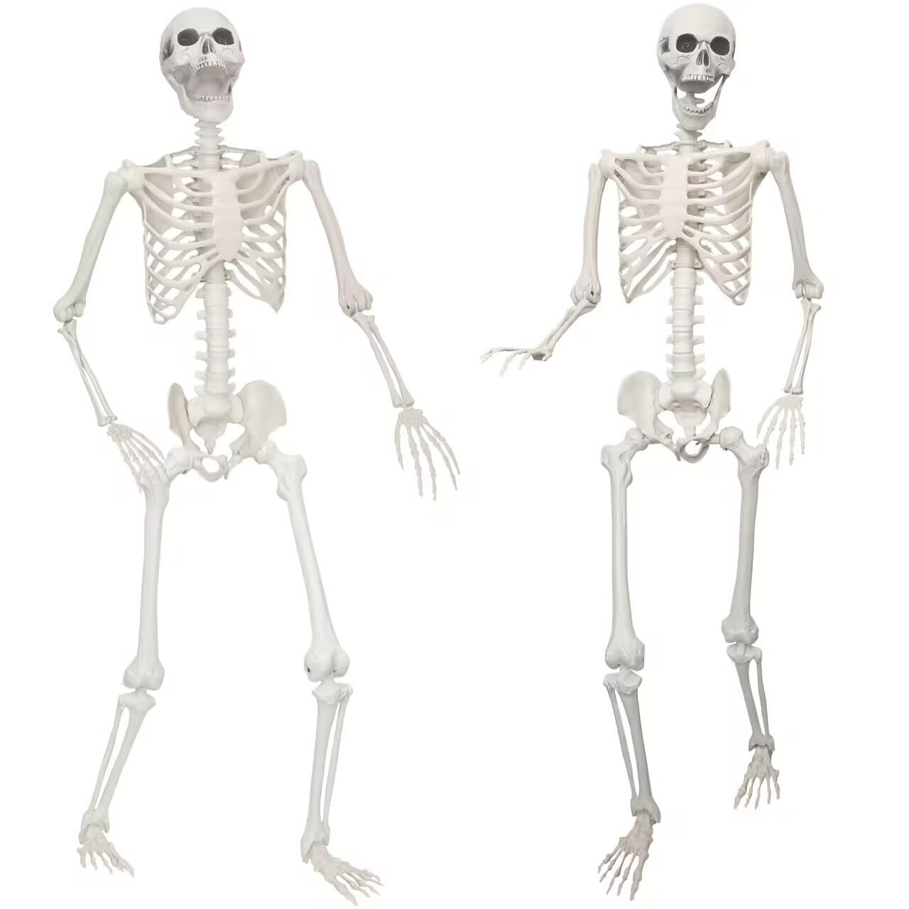 Lodou front view of two skeletons showing full set for instant display