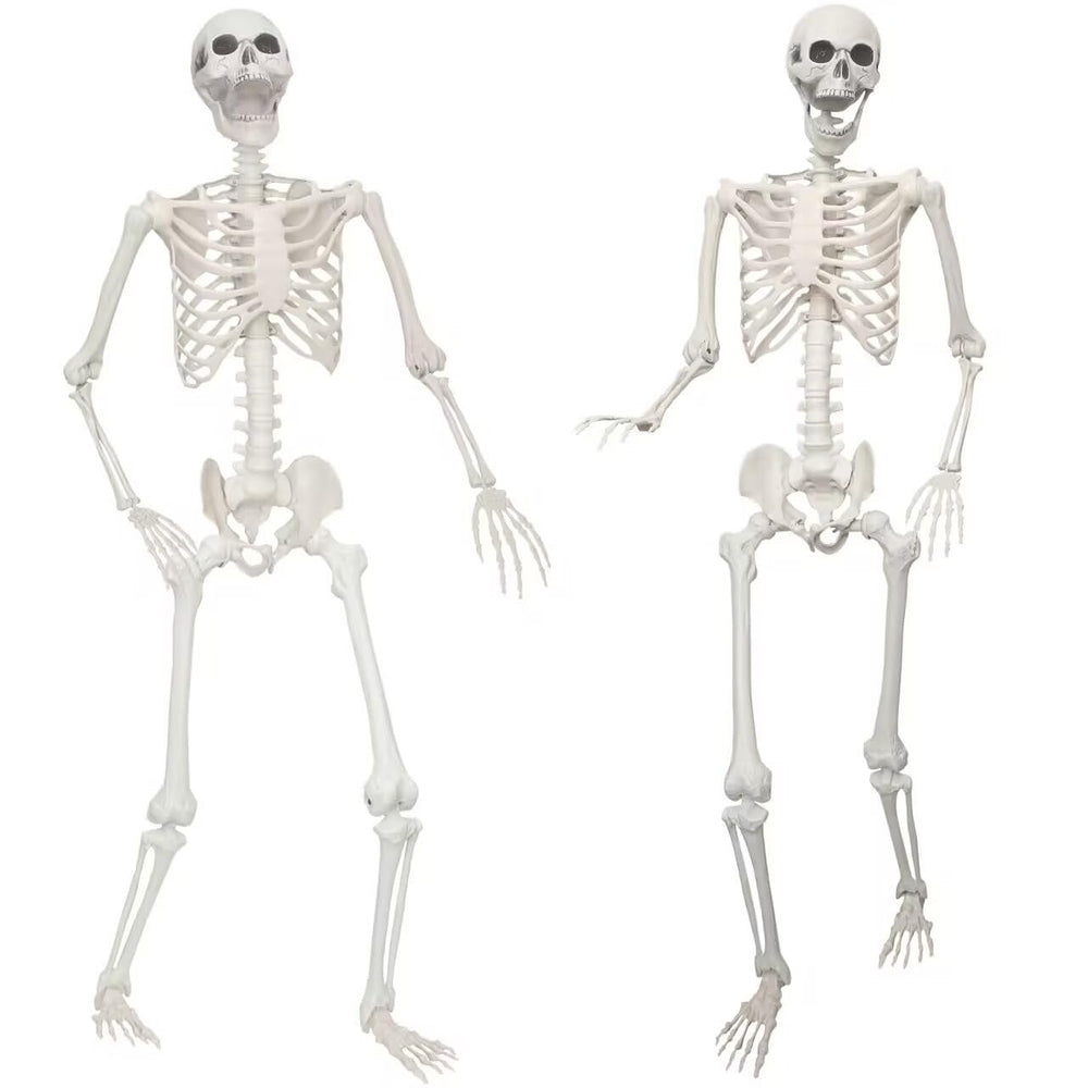 Lodou front view of two skeletons showing full set for instant display