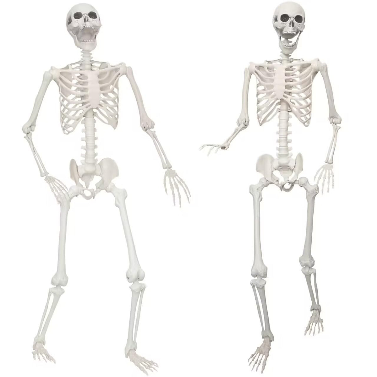 Lodou front view of two skeletons showing full set for instant display