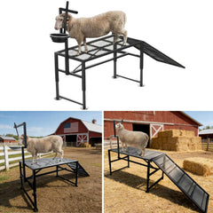 LOSIPTOE front view of milking stand showing sturdy frame and ramp benefit safety