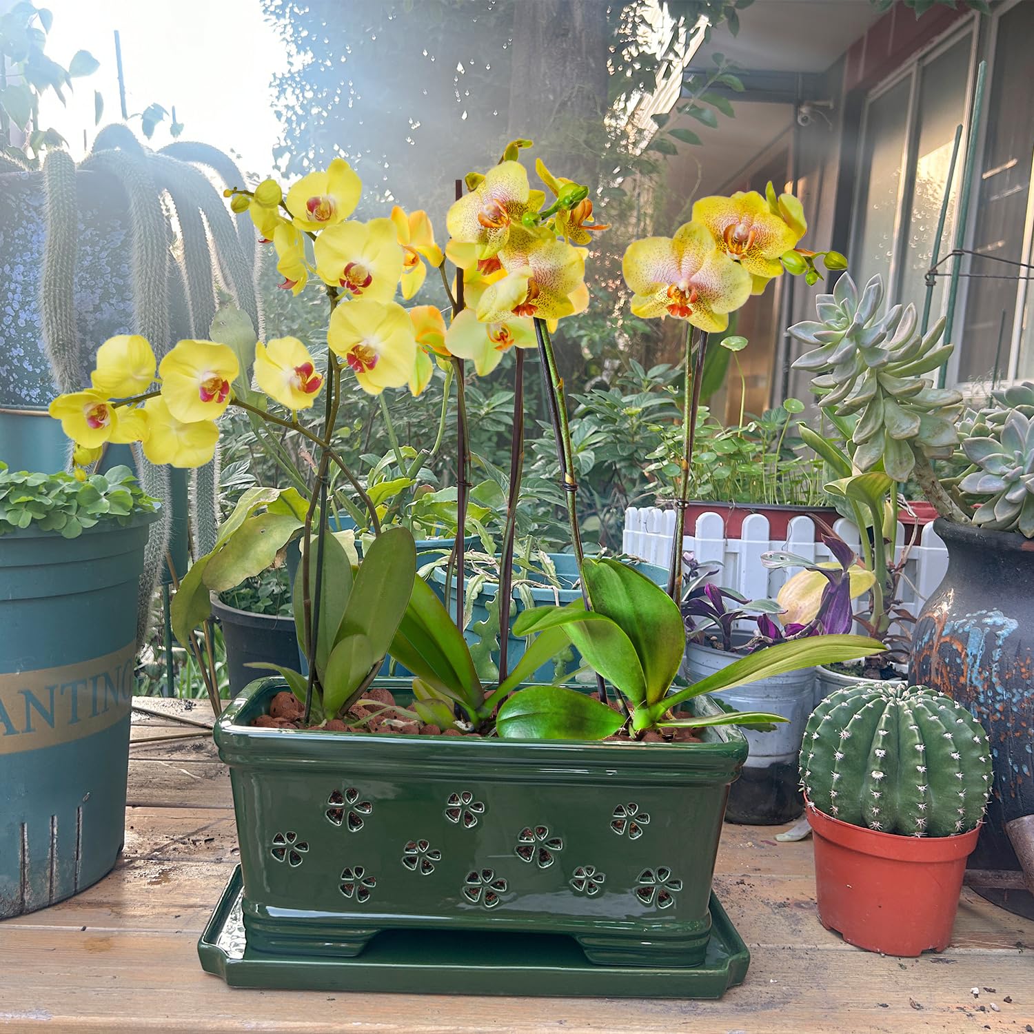 Lovely Ran lifestyle desk display with orchid adding elegance and cleaner indoor airfeel