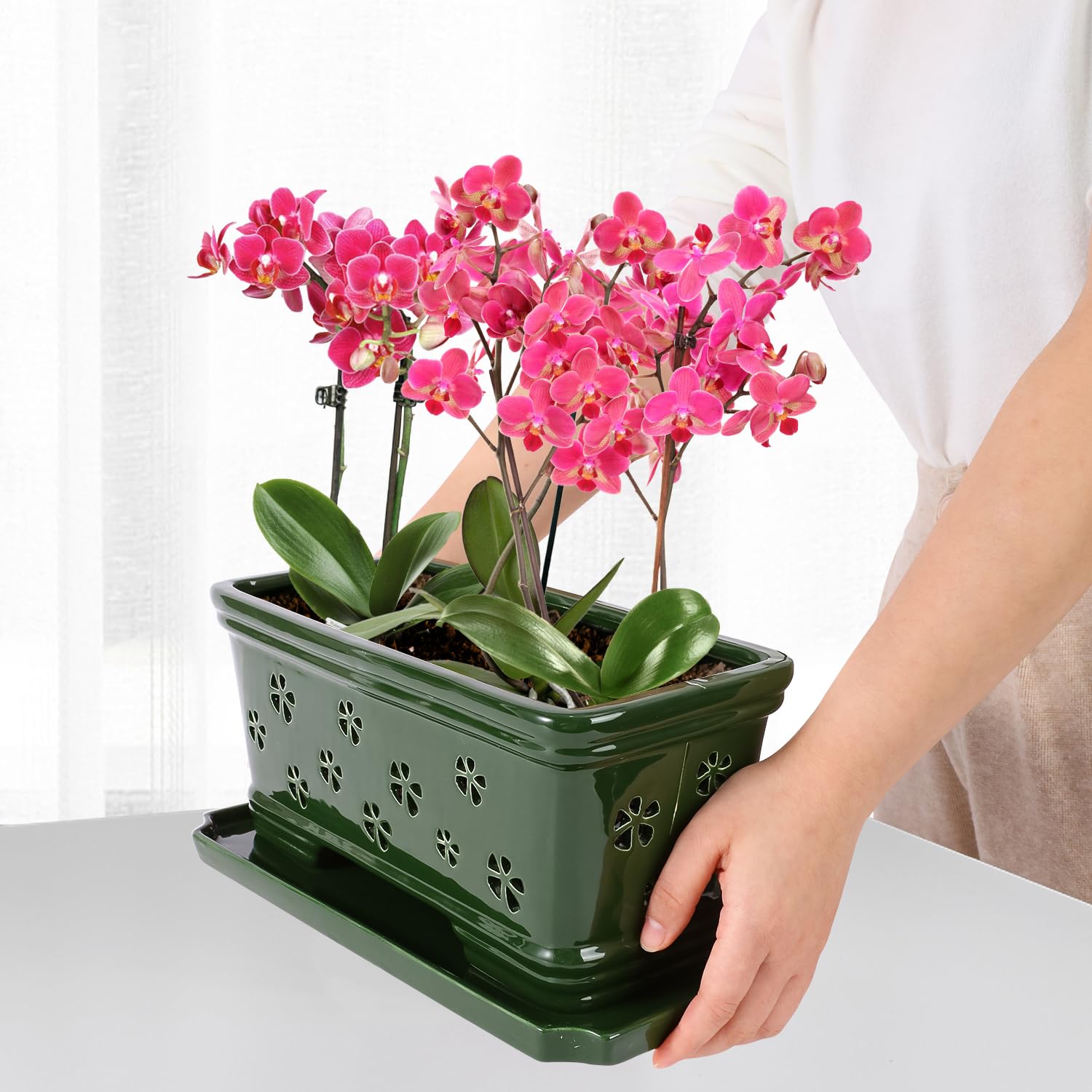Lovely Ran potted orchid on windowsill demonstrating bright indirect light and healthy display