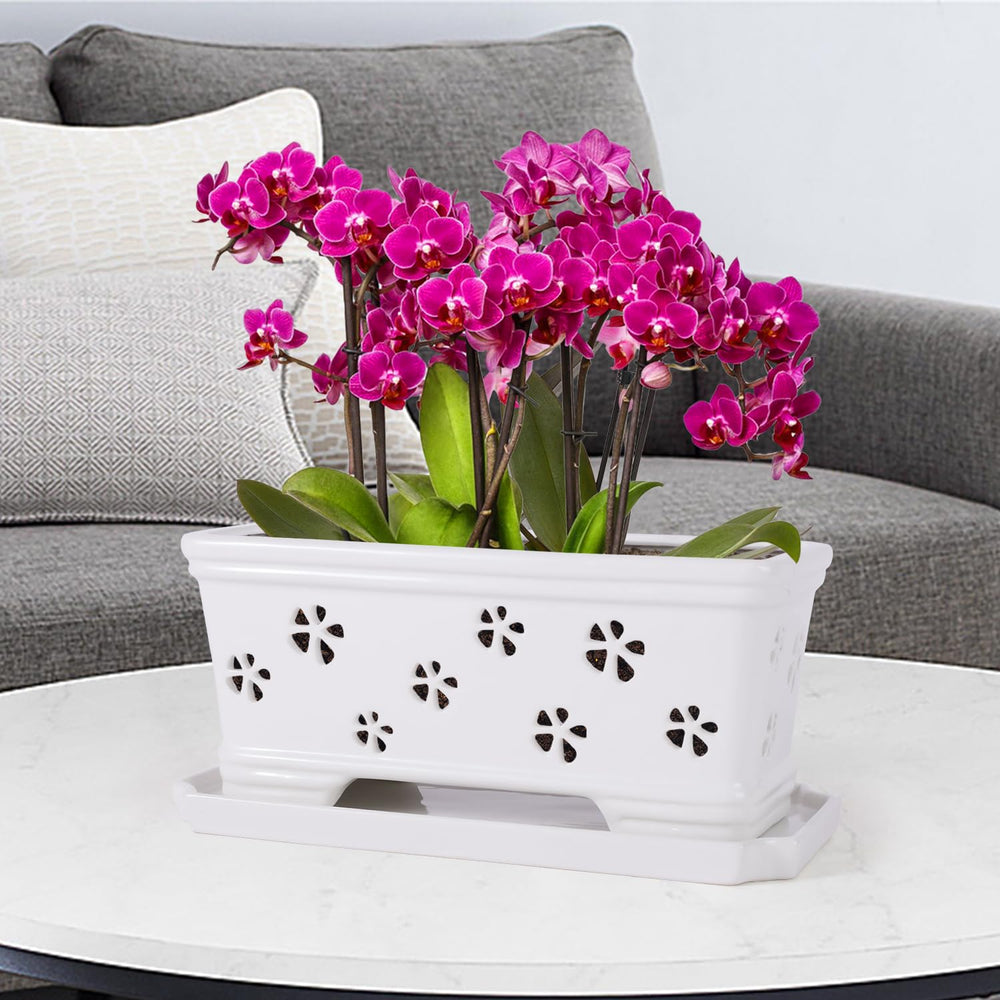 Lovely Ran orchid pot styled on a living room shelf enhancing interior decor
