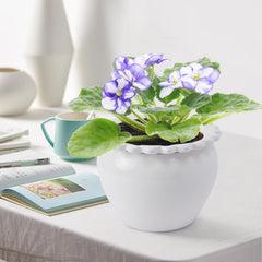 Lovely Ran planted pot on a sunny windowsill demonstrating low-maintenance benefit
