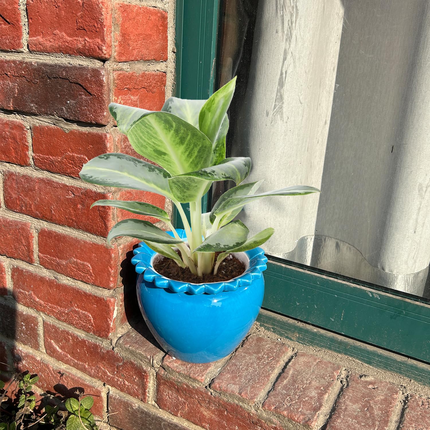 Lovely Ran pot with African violet in use demonstrating consistent moisture benefit