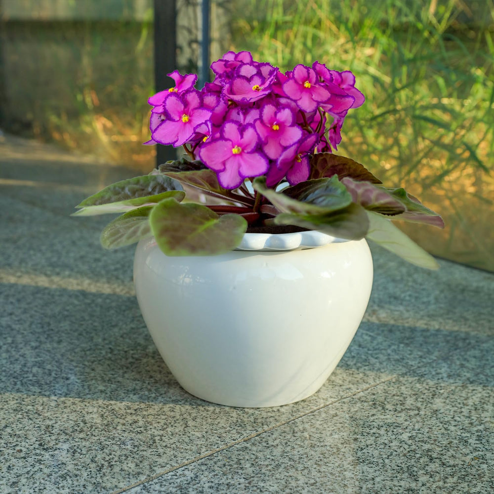 Lovely Ran pot next to ruler showing 6.5x4.6x4 inch scale benefit