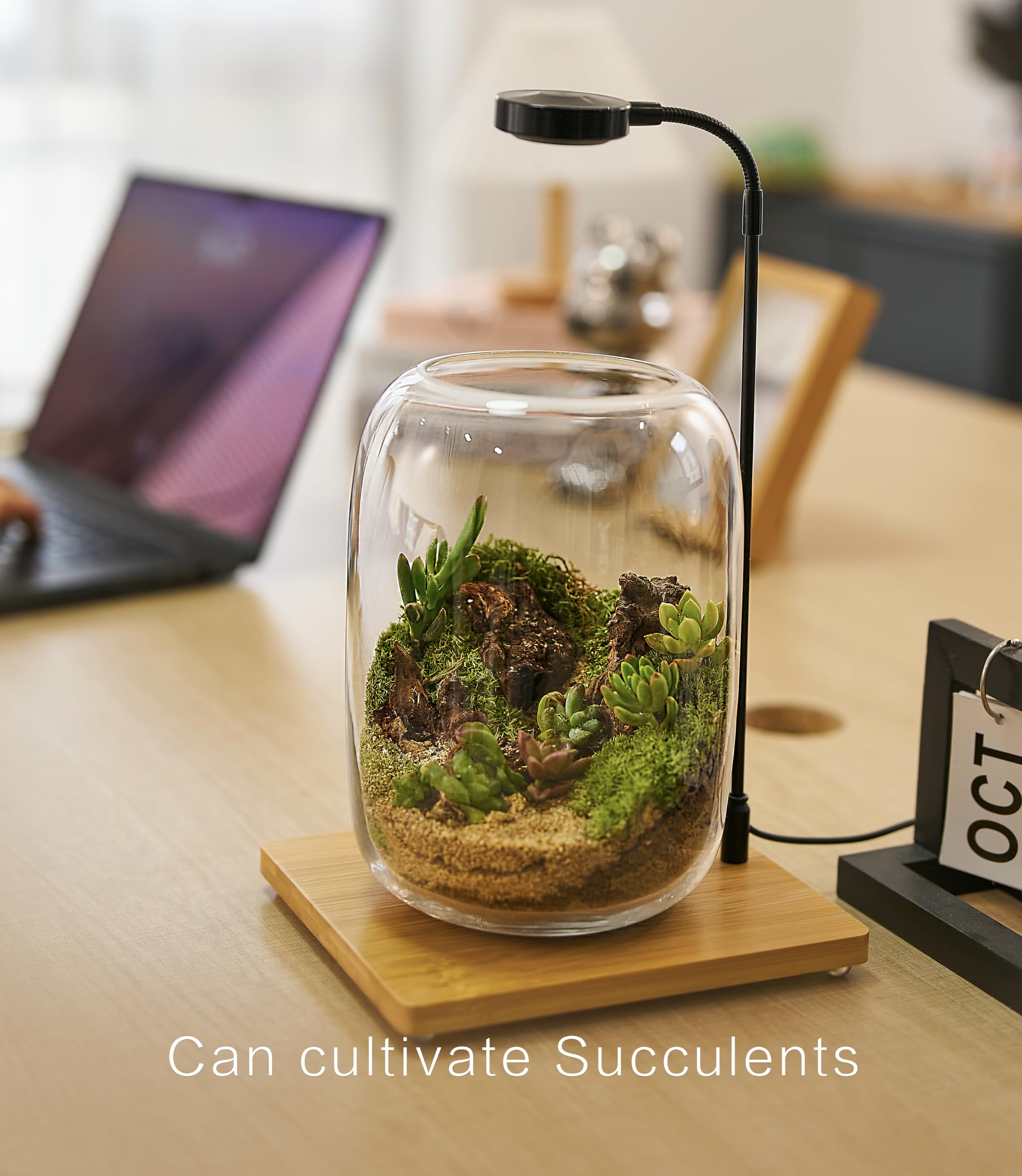 LUCKYRUNES tools and accessories arranged for precise planting and easy care
