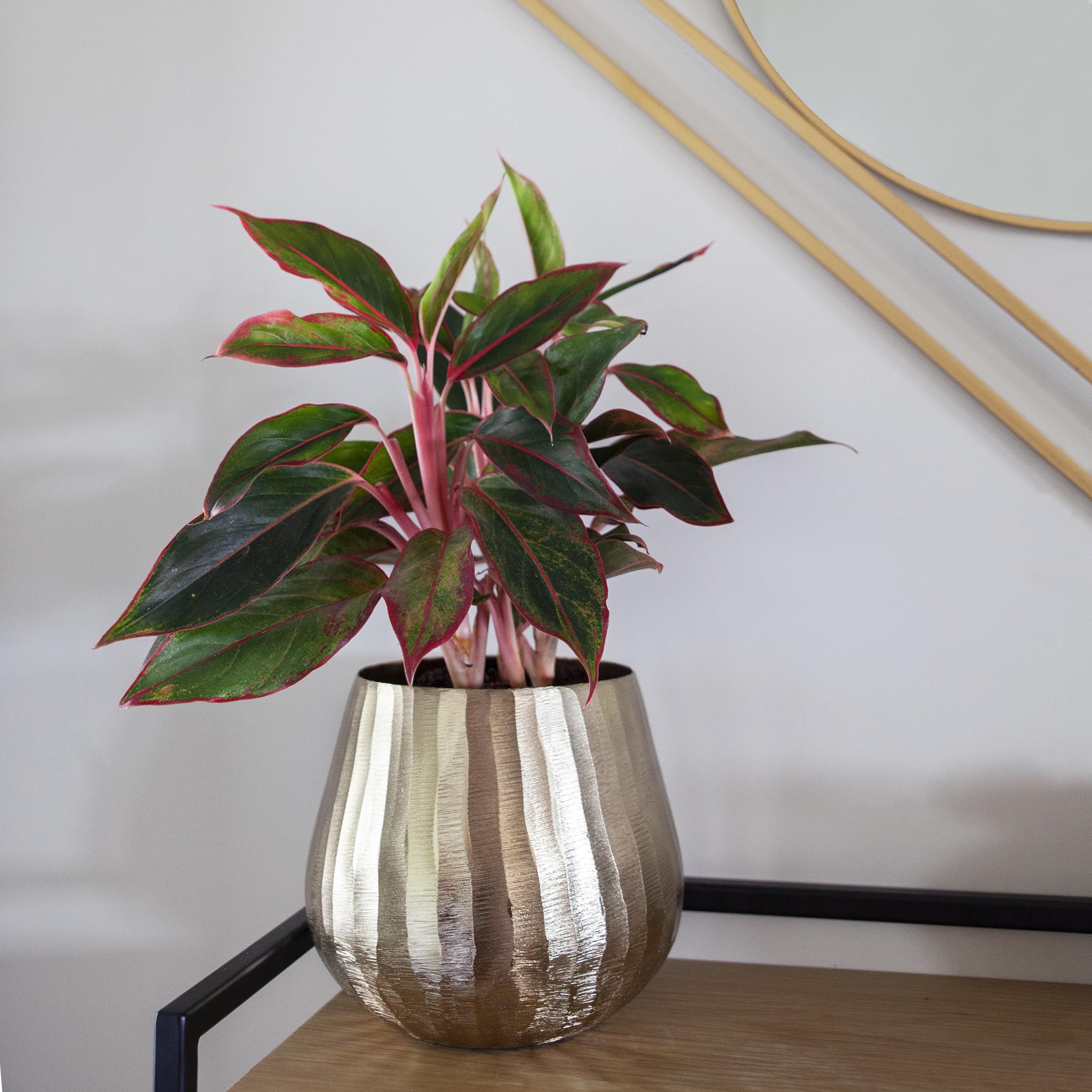 Luene planter beside a book for scale demonstrating compact, versatile size