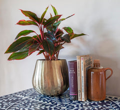Luene planter filled with succulents illustrating ideal plant fit and display