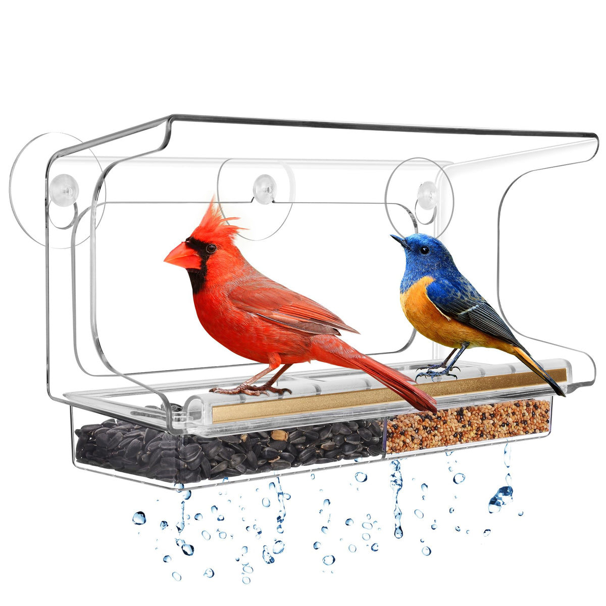 LUJII front view on window showing clear panorama for birdwatching