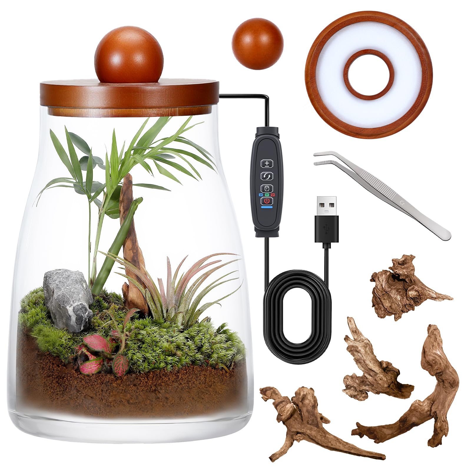 Lumboarbo front view of glass terrarium showing clear jar and proportions for display