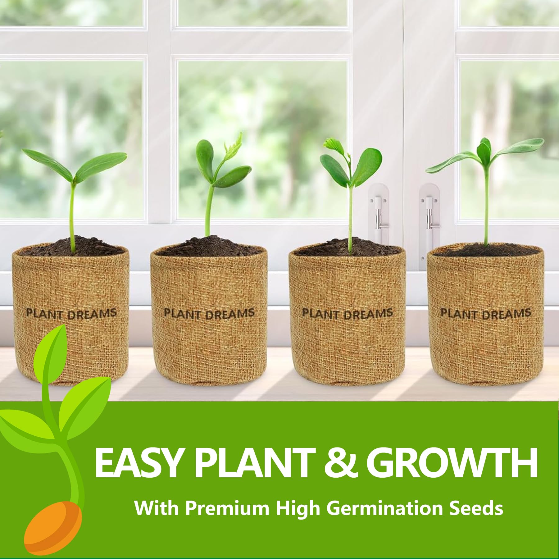 LUOJIBIE seedling germination stage in pot demonstrating growth progress