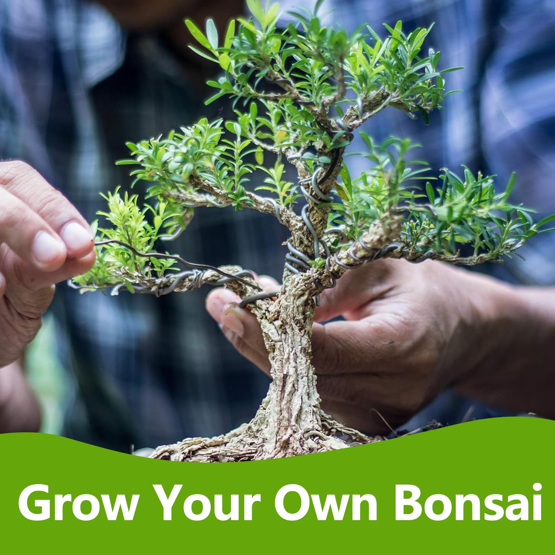 LUOJIBIE trimmed bonsai examples showing styling outcomes and care results