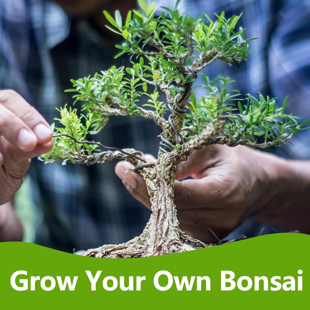 LUOJIBIE trimmed bonsai examples showing styling outcomes and care results