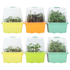LUVCOSY front packaging showing six sprouting kits and colorful cores