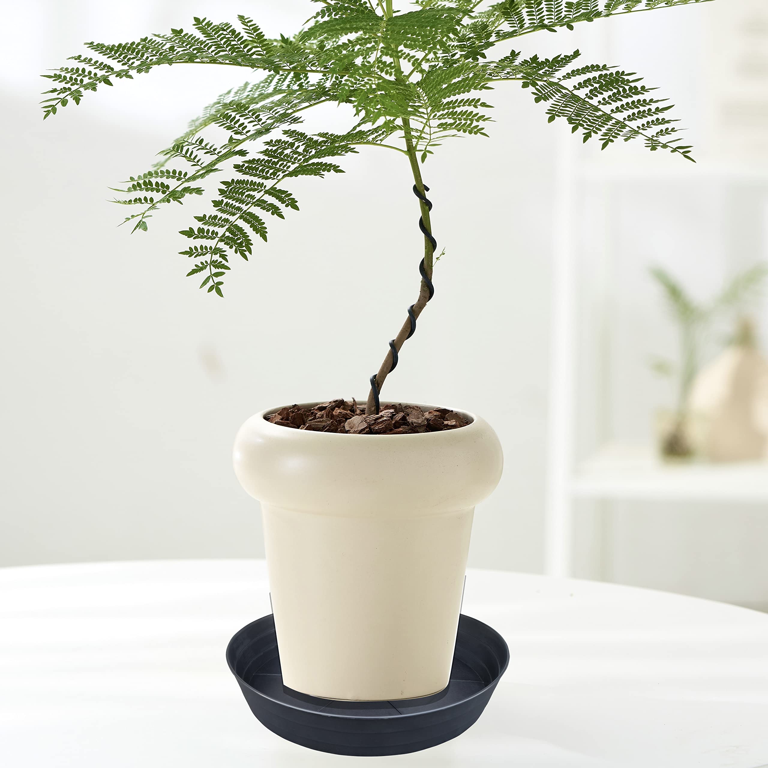 LWALRS saucer beside ruler showing scale for easy sizing benefit