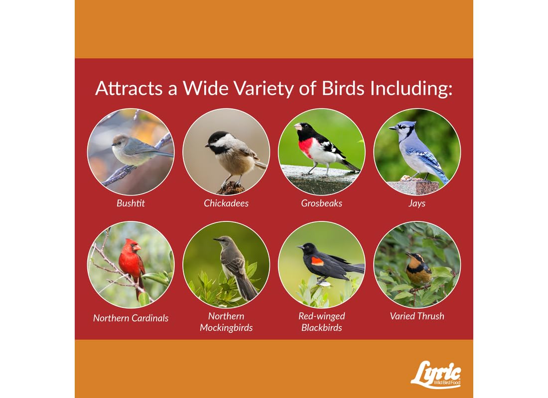 Lyric bag poured into hopper feeder attracting more birds efficiently