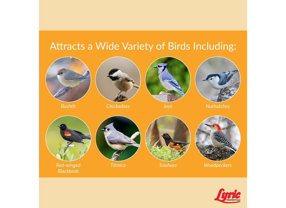 Lyric attracting chickadee on branch demonstrating natural feeding