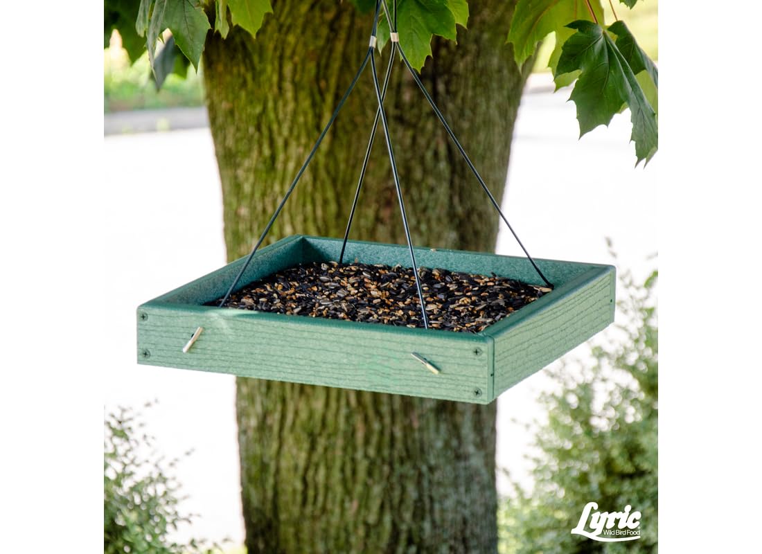 Lyric jays and grosbeaks feeding together showing diverse species appeal