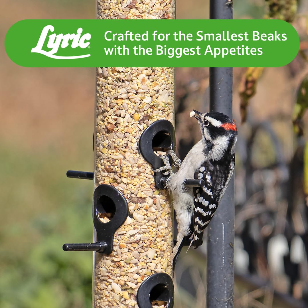 Lyric backyard scene with feeder and visiting songbirds for ambiance