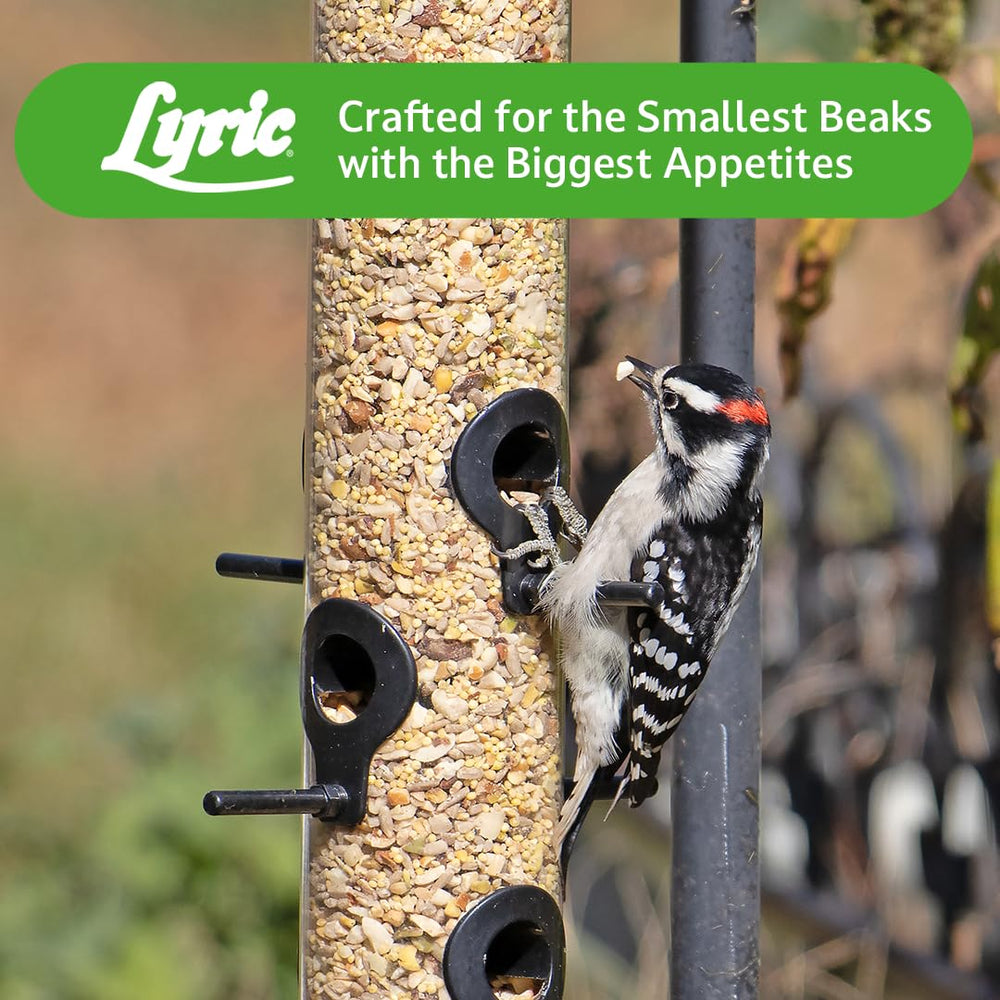 Lyric feeder in a backyard setting inviting birdwatching and enjoyment