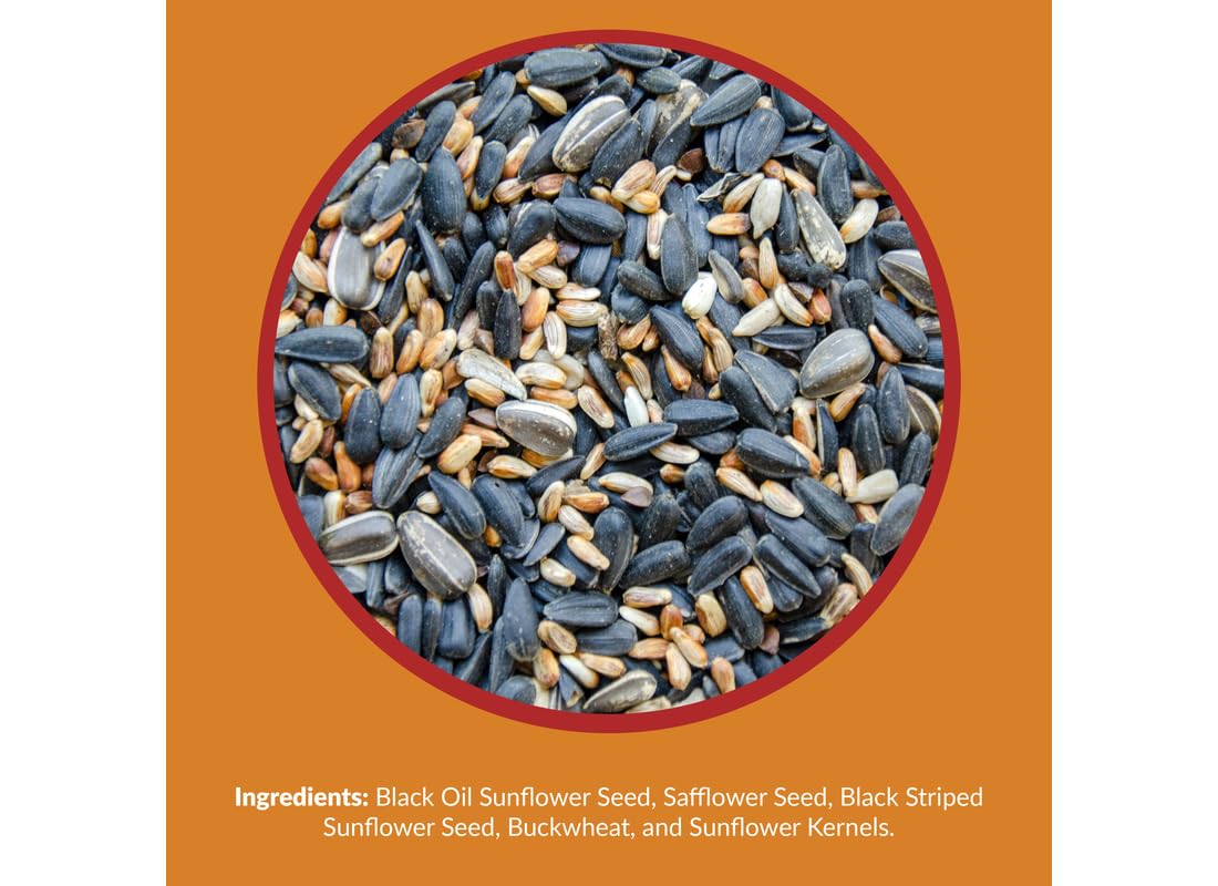 Lyric closeup of mixed seeds showing texture and high‑energy content