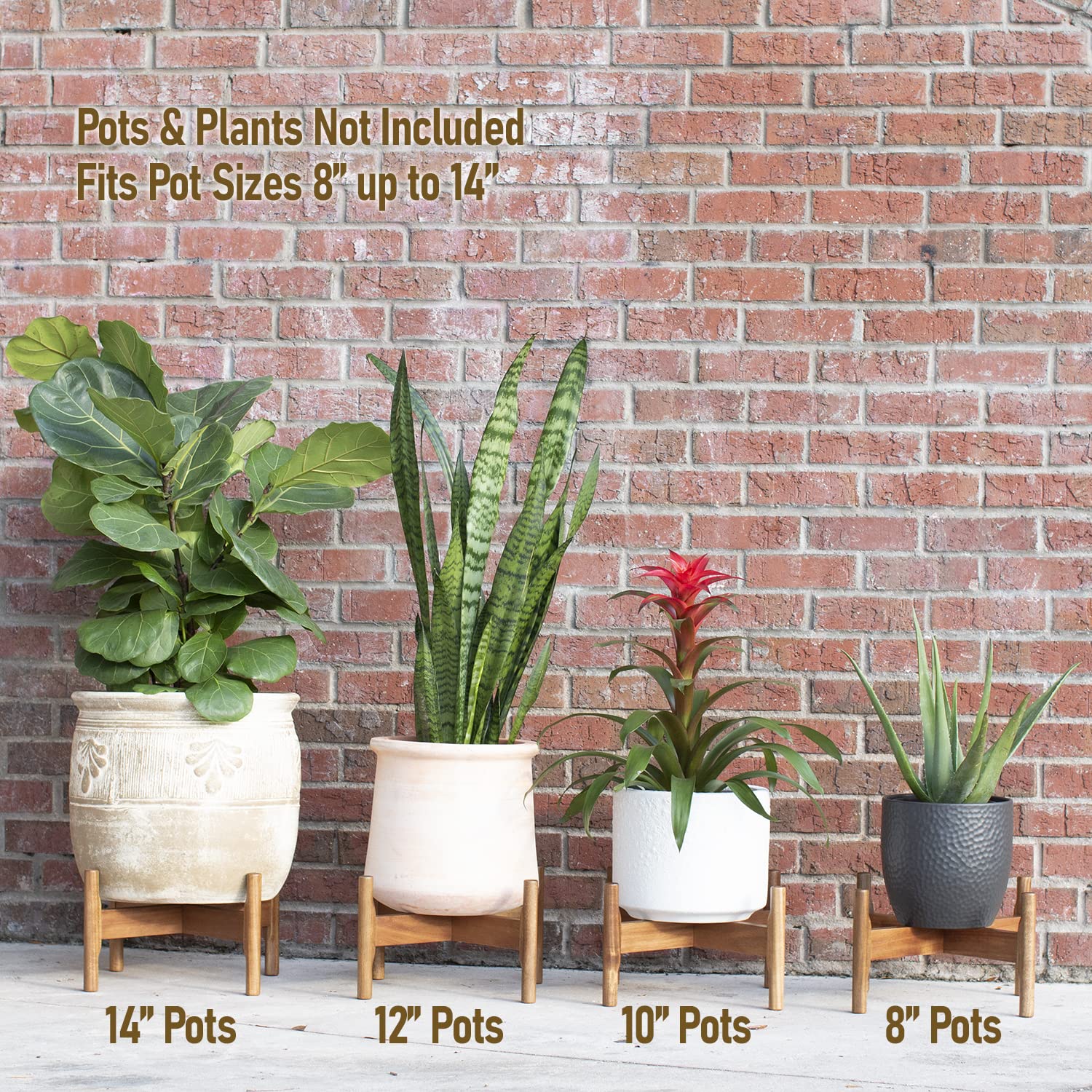 Macaw on Kapok side profile showing height and scale for correct pot fit benefit