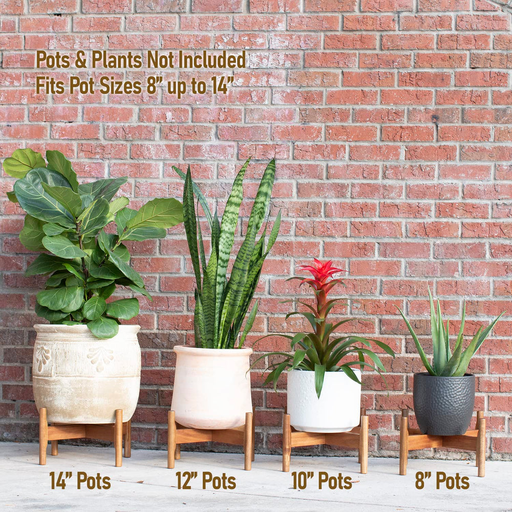Macaw on Kapok side profile showing height and scale for correct pot fit benefit