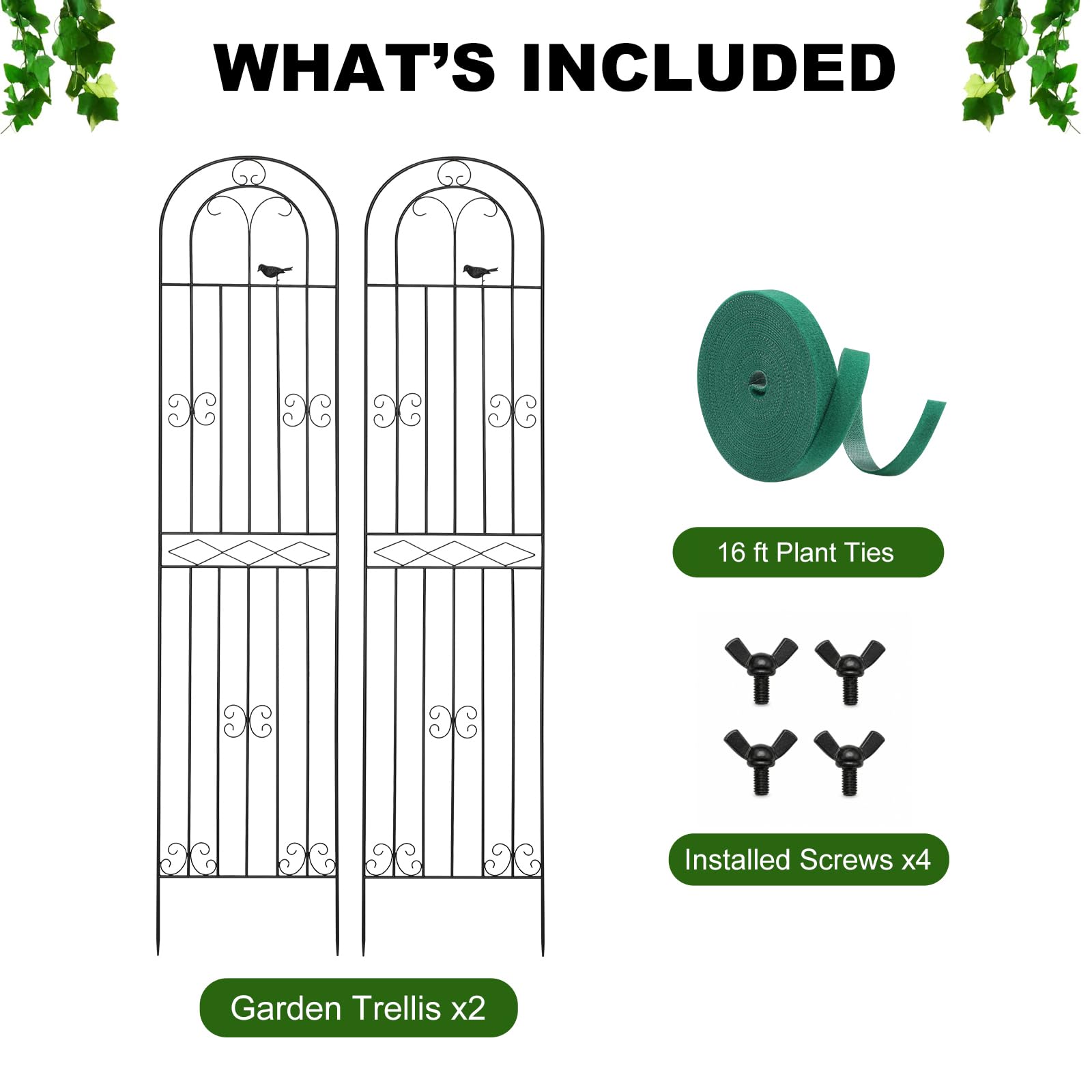 Macteyia trellis height comparison with person illustrating scale and coverage