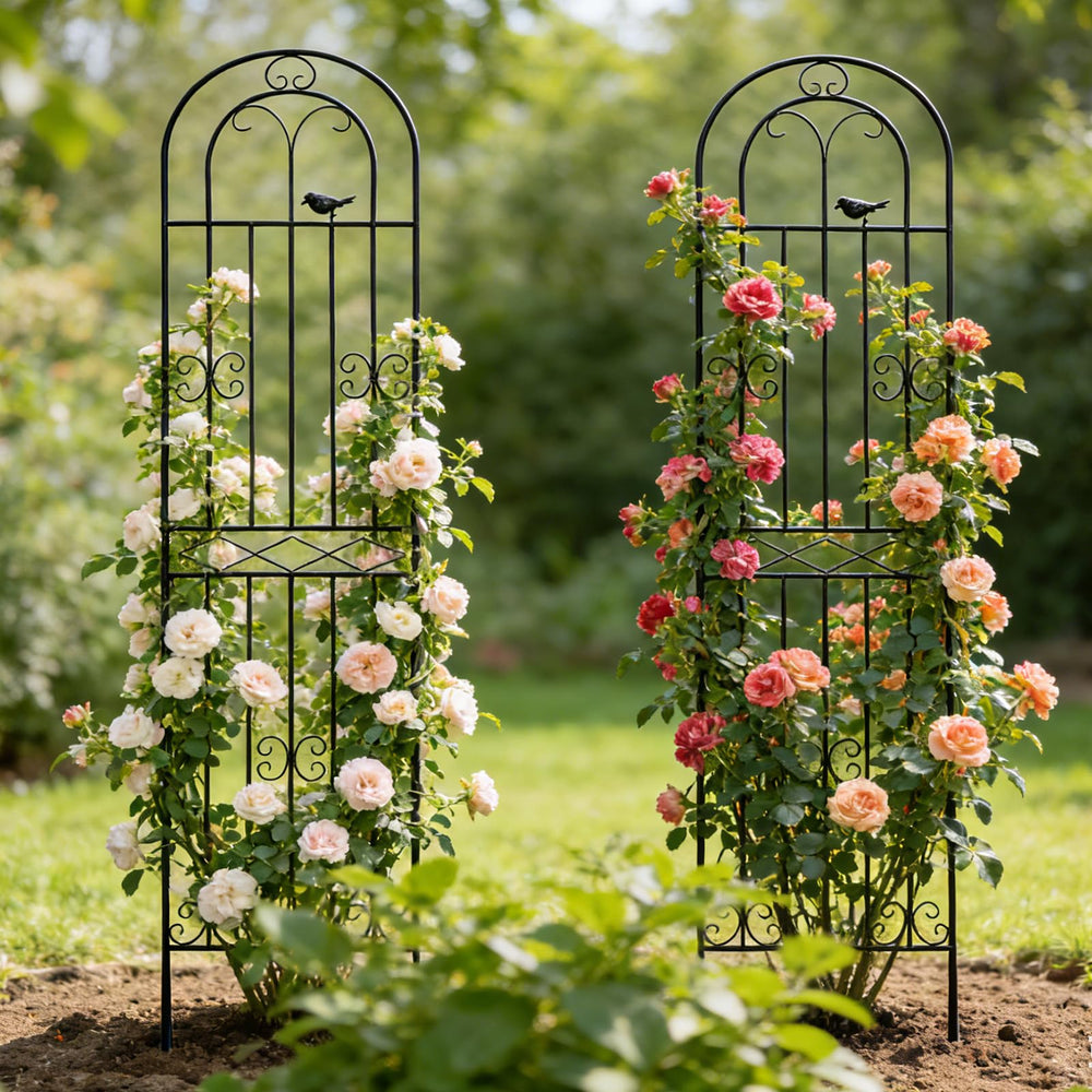 Macteyia trellis supporting roses in garden to improve vertical growth and display