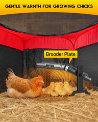 Magicfly brooder interior with chicks illustrating safe, warm environment