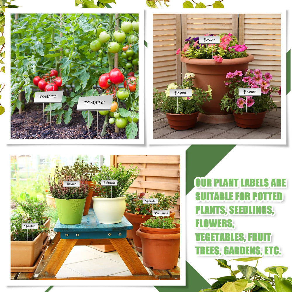 Maitys label in potted herb setting showing clear plant identification benefit