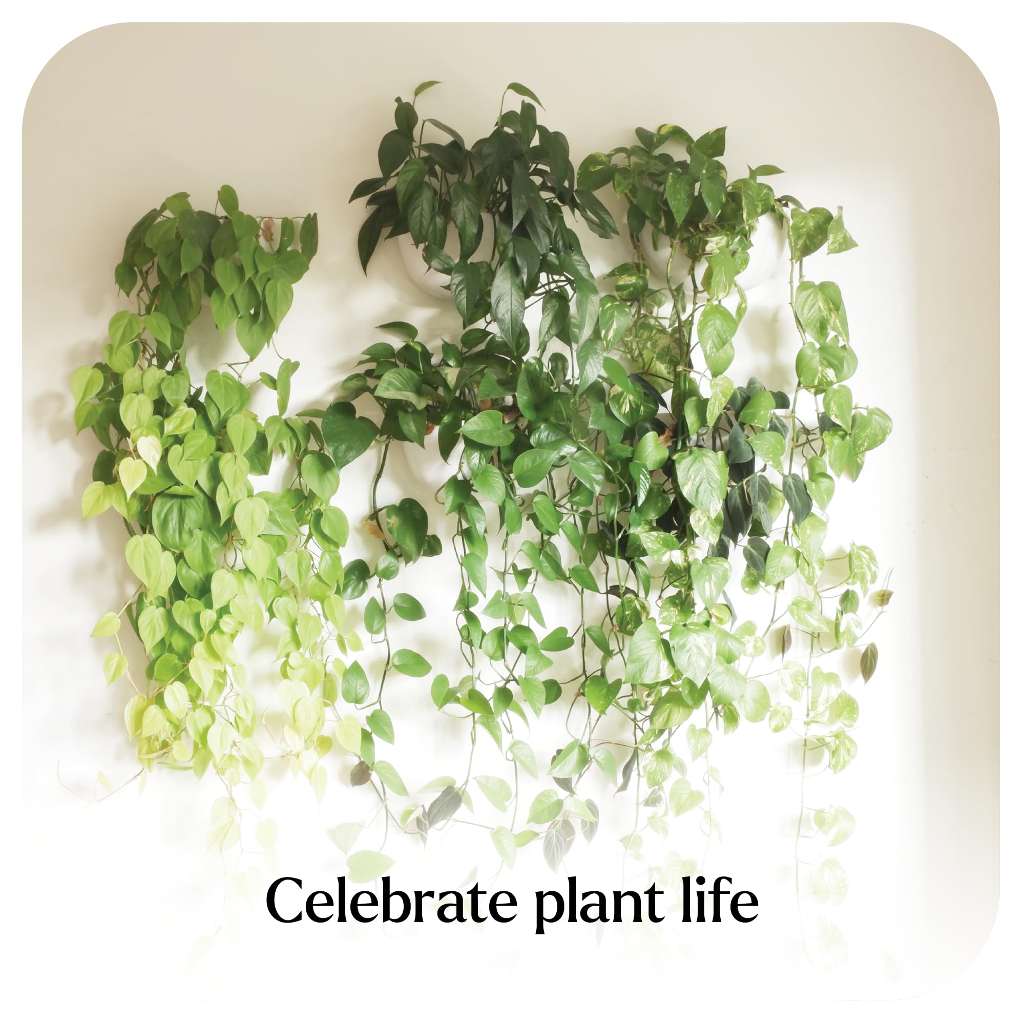 Make Good Virgo mounted on wall with plants showing space-saving vertical garden benefit