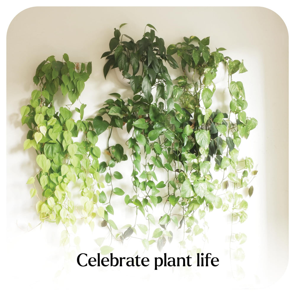 Make Good Virgo mounted on wall with plants showing space-saving vertical garden benefit