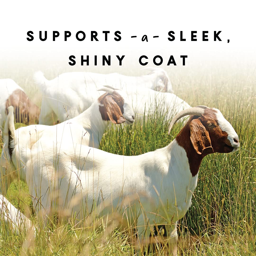 Manna Pro pictured on goat with shiny coat showing improved appearance
