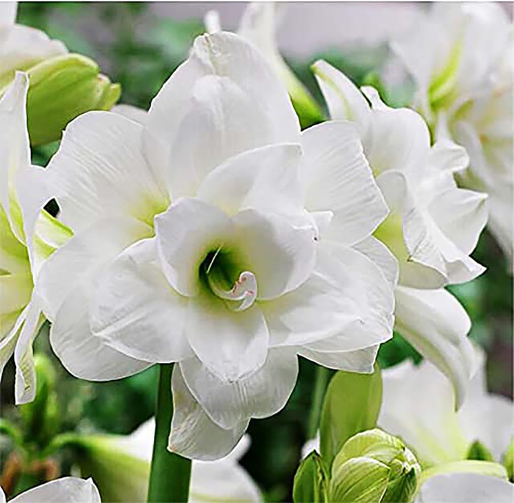 Marde Ross Alaska Triple White front packaging showing bulb count and elegance