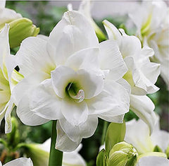 Marde Ross Alaska Triple White front packaging showing bulb count and elegance