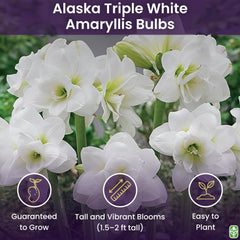Marde Ross Alaska Triple White single bare-root bulb close-up for planting clarity