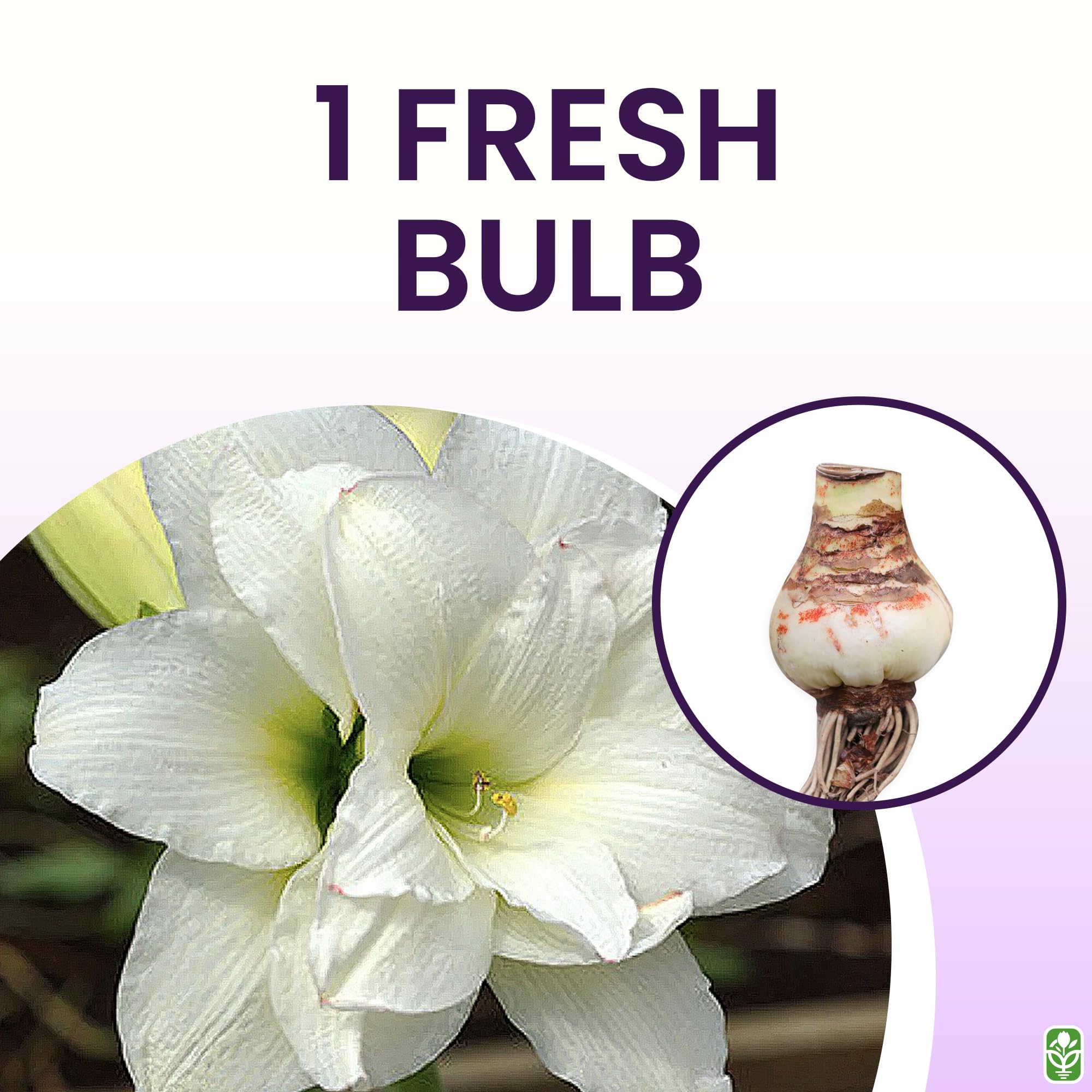 Marde Ross Alaska Triple White bulb base texture detail highlighting healthy material